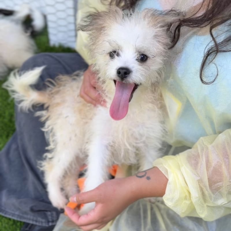 Hank is a Terrier/Mix.