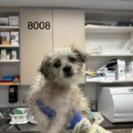 Hank is a Terrier/Mix.