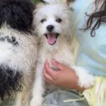 Hank is a Terrier/Mix.