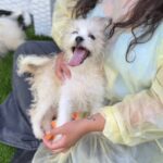 Hank is a Terrier/Mix.