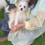 Hank is a Terrier/Mix.