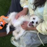 Hank is a Terrier/Mix.