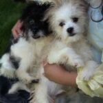 Hank is a Terrier/Mix.