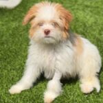 Todd is a Terrier/Mix.