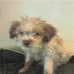 Todd is a Terrier/Mix.