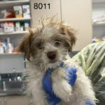 Todd is a Terrier/Mix.