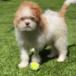 Todd is a Terrier/Mix.