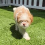 Todd is a Terrier/Mix.