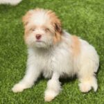 Todd is a Terrier/Mix.