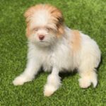 Todd is a Terrier/Mix.