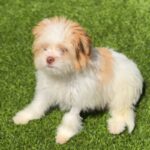 Todd is a Terrier/Mix.