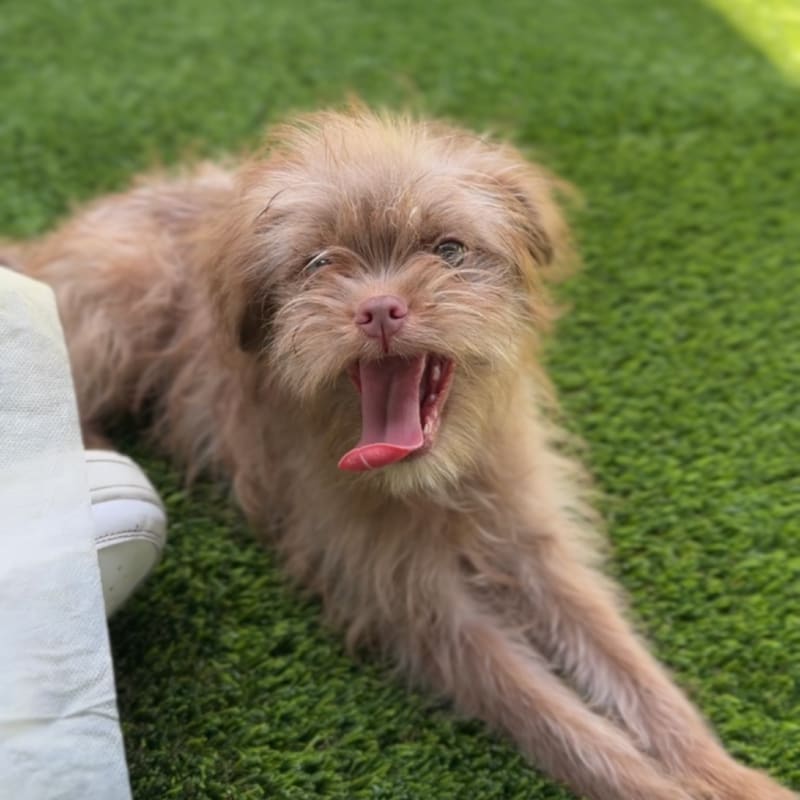 Mike is a Terrier/Mix.