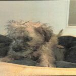 Marie is a Terrier/Mix.