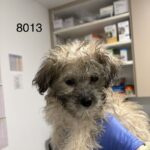 Marie is a Terrier/Mix.