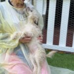 Marie is a Terrier/Mix.