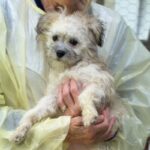 Marie is a Terrier/Mix.