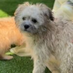 Marie is a Terrier/Mix.