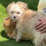 Marie is a Terrier/Mix.