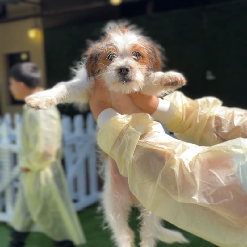 Hector is a Terrier/Mix.