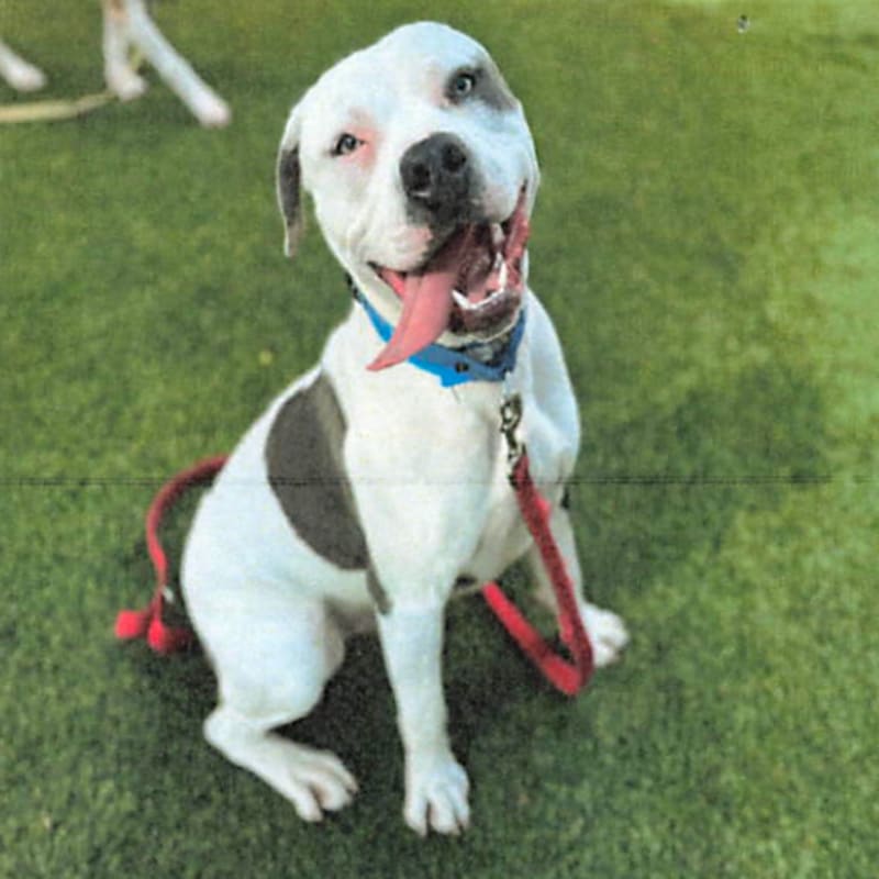 Fuller is a Terrier, Pit Bull.