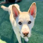 Valentino is a Husky, Alaskan.