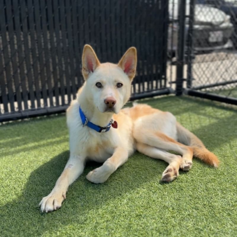 Valentino is a Husky, Alaskan.