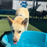 Valentino is a Husky, Alaskan.