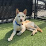 Valentino is a Husky, Alaskan.