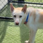 Valentino is a Husky, Alaskan.