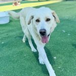 Romeo is a Retriever, Labrador.