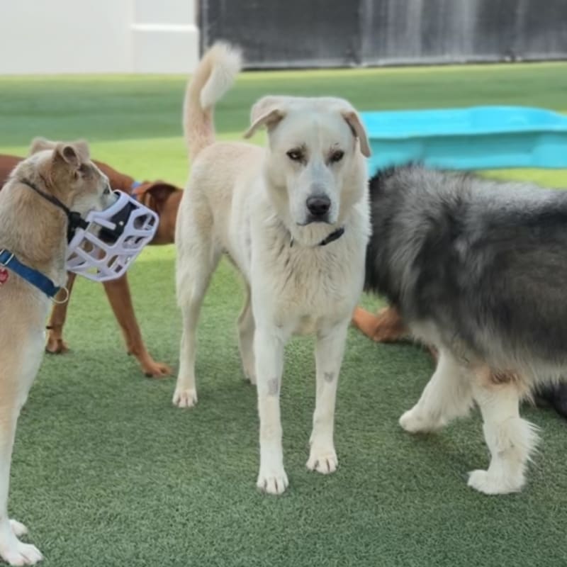 Romeo is a Retriever, Labrador.