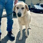 Romeo is a Retriever, Labrador.