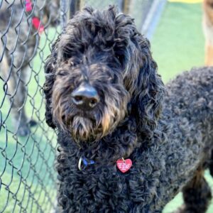 Sage is a Poodle, Standard.