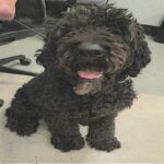 Sage is a Poodle, Standard.