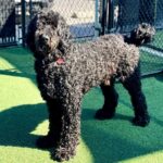 Sage is a Poodle, Standard.