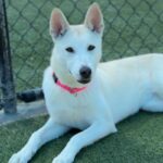 Molly is a Husky, Alaskan.