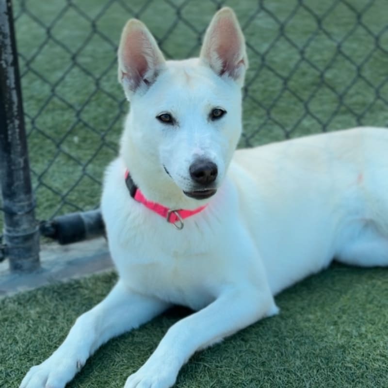 Molly is a Husky, Alaskan.