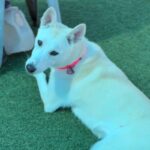 Molly is a Husky, Alaskan.