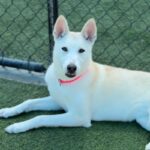 Molly is a Husky, Alaskan.