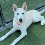 Molly is a Husky, Alaskan.