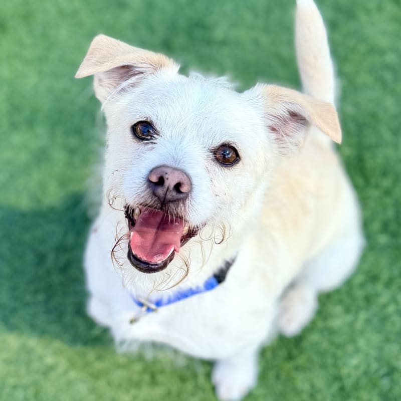 Enzo is a Terrier, Jack Russell.