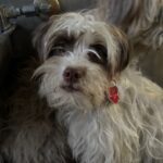 Scruffy is a Terrier, Cairn.