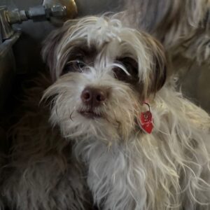 Scruffy is a Terrier, Cairn.