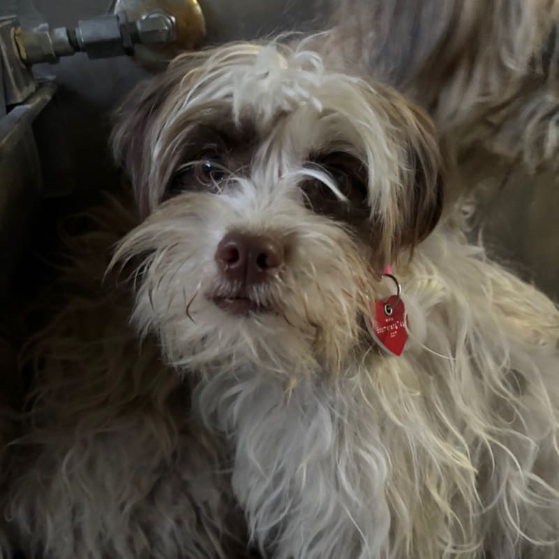 Scruffy is a Terrier, Cairn.