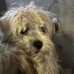 Pumpkin is a Terrier, Cairn/Poodle, Miniature.