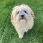 Pumpkin is a Terrier, Cairn/Poodle, Miniature.