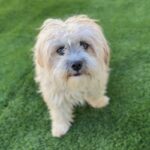 Pumpkin is a Terrier, Cairn/Poodle, Miniature.