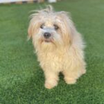 Pumpkin is a Terrier, Cairn/Poodle, Miniature.