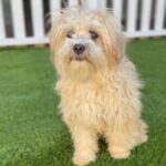 Pumpkin is a Terrier, Cairn/Poodle, Miniature.