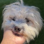 Pumpkin is a Terrier, Cairn/Poodle, Miniature.